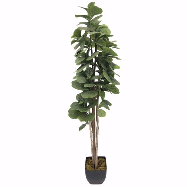 Fiddle fig
